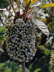Daphniphyllum calycinum