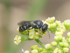 Hylaeus