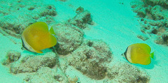 Chaetodon kleinii