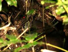 Thylogale stigmatica