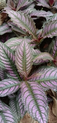Strobilanthes auriculata dyeriana