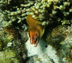 Gymnothorax prasinus