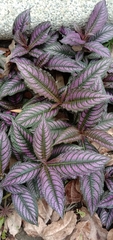 Strobilanthes auriculata dyeriana