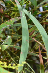 Acacia difformis