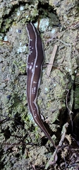 Newzealandia