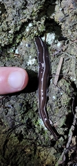 Newzealandia