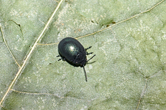 Chrysolina varians