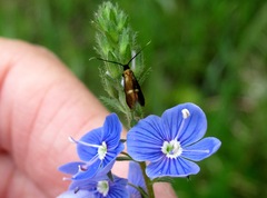 Cauchas fibulella