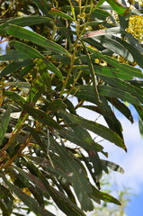 Acacia difformis