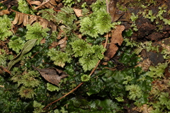Hypnodendron