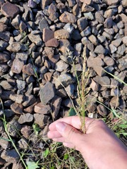 Poa palustris