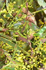 Acacia difformis