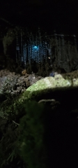 Arachnocampa luminosa