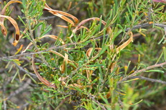 Acacia flexifolia