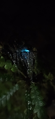Arachnocampa luminosa