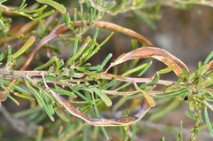Acacia flexifolia