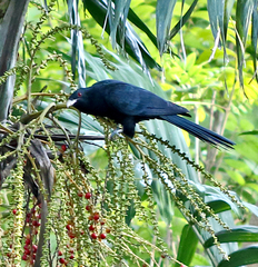 Eudynamys scolopaceus