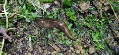 Newzealandia