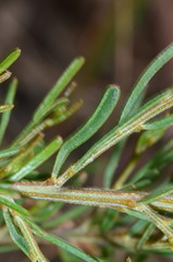 Acacia flexifolia