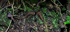 Newzealandia