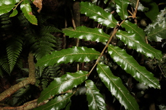 Cupaniopsis flagelliformis