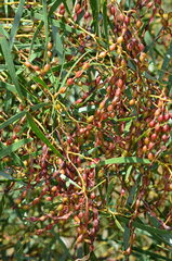 Acacia hakeoides