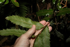 Cupaniopsis flagelliformis