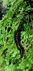 Newzealandia