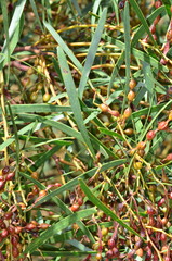 Acacia hakeoides