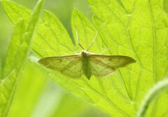 Paratalanta pandalis