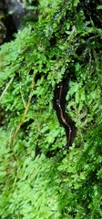 Newzealandia