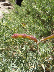 Adenocarpus hispanicus