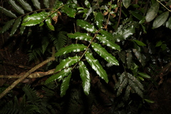 Cupaniopsis flagelliformis