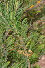 Acacia lineata