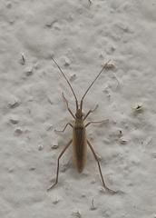 Notostira