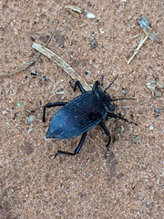 Eleodes suturalis