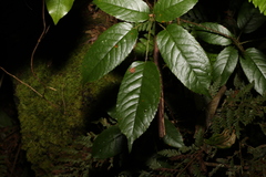Rubus nebulosus