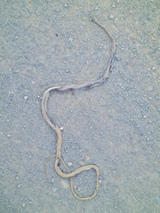 Psammophis trigrammus