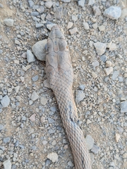Psammophis trigrammus