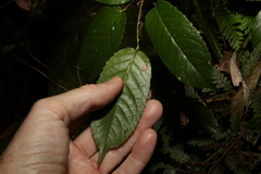 Rubus nebulosus