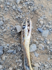 Psammophis trigrammus