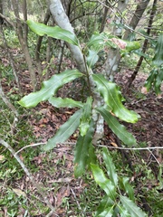 Macadamia integrifolia