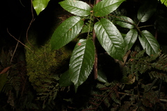 Rubus nebulosus