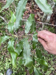 Macadamia integrifolia
