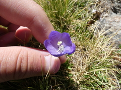Campanula scheuchzeri