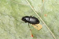 Harpalinae