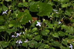 Lobelia trigonocaulis