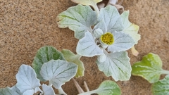 Arctotheca populifolia