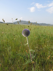 Echinops latifolius