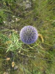 Echinops latifolius